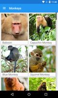 Monkeys App постер