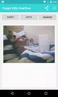 Puppy Kitty Overflow Screenshot 1