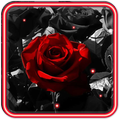 Gothic Rose