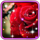Roses Drops live wallpaper icon