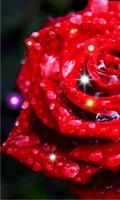 1 Schermata Roses Drops live wallpaper