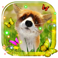 Spring Fox