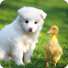 Adorable Pet Wallpaper أيقونة