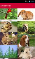 Adorable Pet Wallpaper Affiche