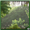 Ambiance Tahiti Rain APK