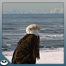 Eagle sea Mountains APK