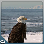 Eagle sea Mountains