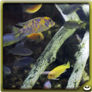 Fish Swarm School APK