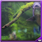 Red Belly Fish icon