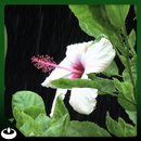 Relaxing Rain Hibiscus Flower APK
