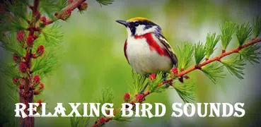 Relaxing Bird Sounds Ringtones : Bird Singing
