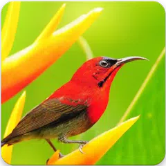 Relaxing Bird Sounds Ringtones : Bird Singing APK download