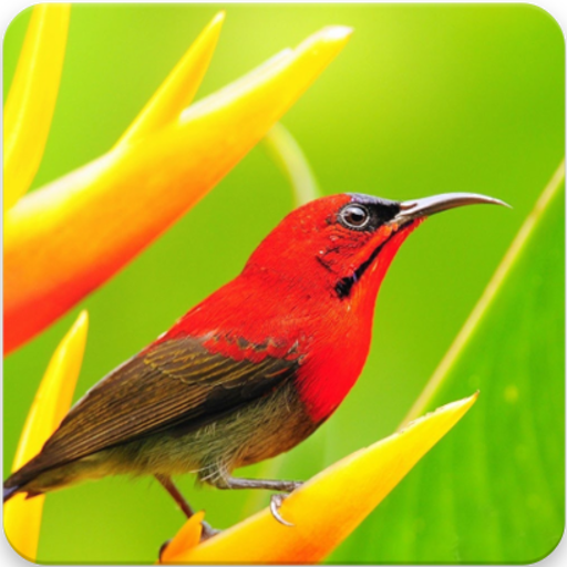 Relaxing Bird Sounds Ringtones : Bird Singing