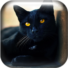 Black Cat vs Panthers Live WP icône