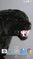 Black Cat vs Panthers Live WP پوسٹر