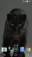 Black Cat vs Panthers Live WP capture d'écran 1