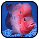 Wallpaper ikan louhan APK