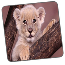 Kinder Erinnerung APK