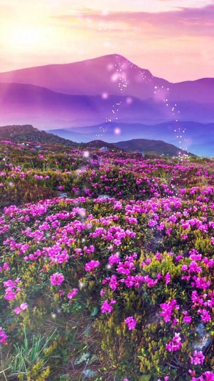 Flower Valley Wallpaper APK for Android Download Flower Valley Wallpaper APK for Android Download