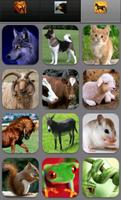 Animal Sounds ภาพหน้าจอ 1