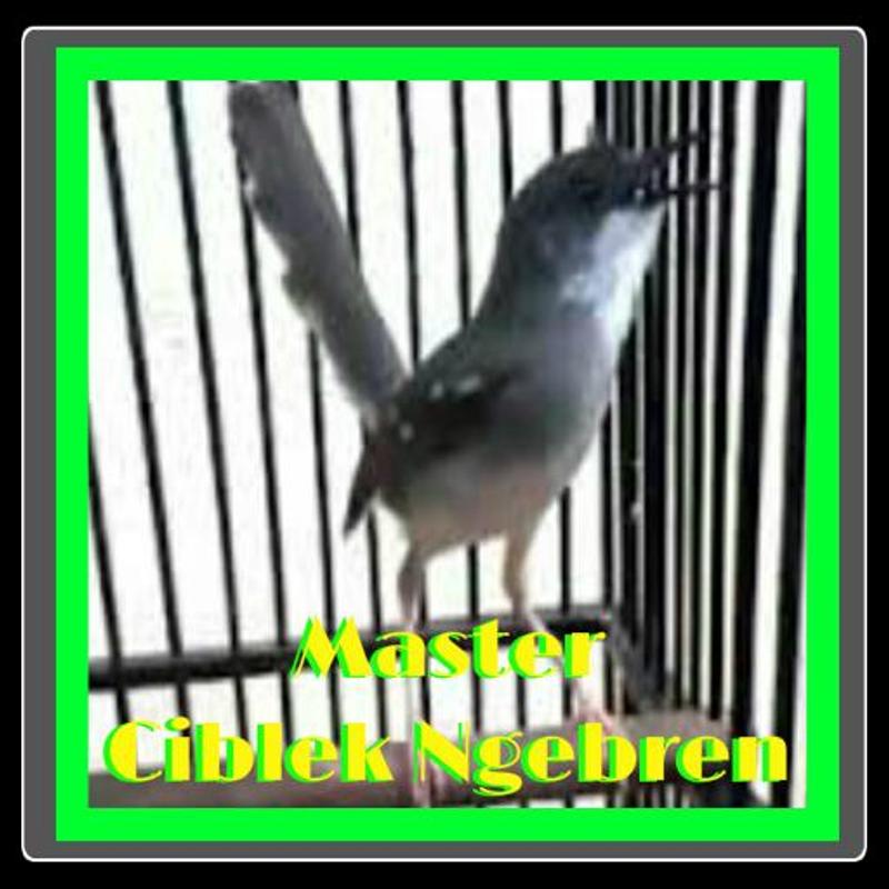 Gambar Burung Ciblek Kristal - Gambar Burung
