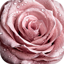 Romance Life APK