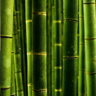 ikon Bambu Wallpaper