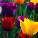 pretty flower wallpapers APK