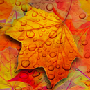 APK maple leaf live wallpaper