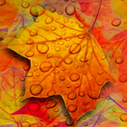 maple leaf live wallpaper icon