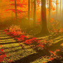 autumn forest live wallpaper APK