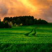 ”green grass wallpaper