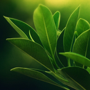 green leaf live wallpaper APK