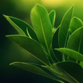 green leaf live wallpaper