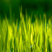 moving grass wallpaper