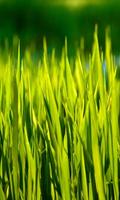 moving grass wallpaper Affiche