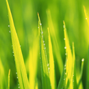 live grass wallpaper APK