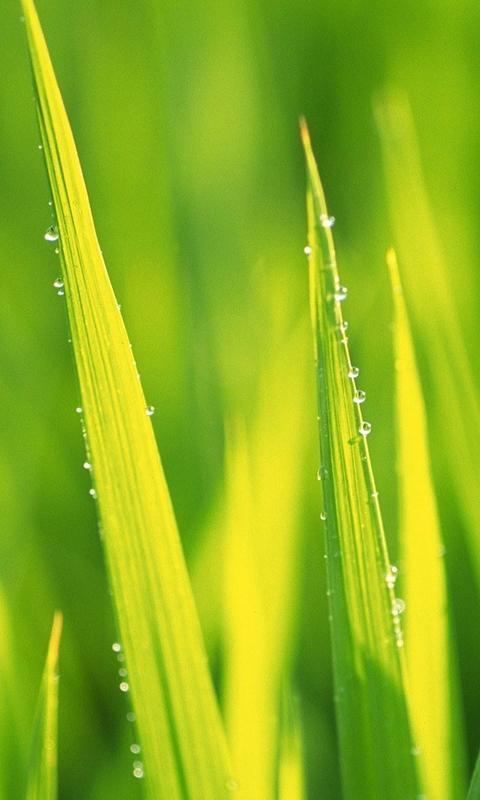 live grass wallpaper APK for Android Download live grass wallpaper APK for Android Download