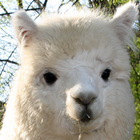 alpaca wallpaper icon