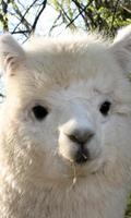 LWP Alpaca bài đăng