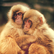 ”baby monkey live wallpaper
