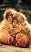 baby monkey live wallpaper poster