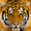 Tigre Siberiano LWP