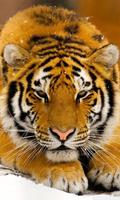 siberian tiger wallpaper poster