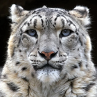 LWP léopard des neiges icône