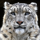 APK snow leopard wallpaper