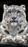 LWP léopard des neiges Affiche
