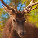 Cerf LWP icône