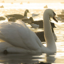 swan live wallpaper-APK