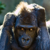 Gorilles LWP icône